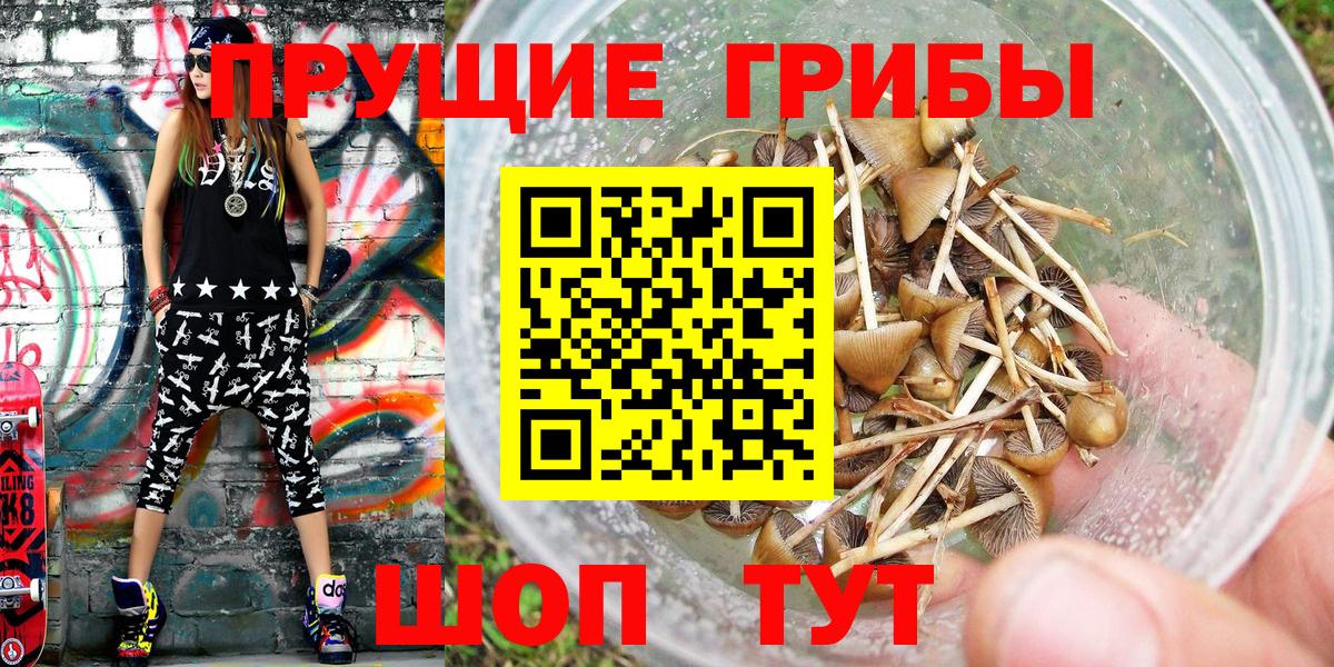 Псилоцибиновые грибы мицелий Зима